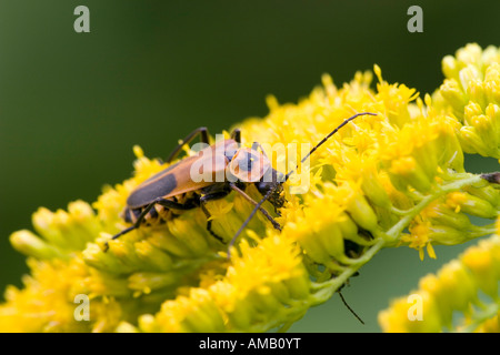 Cantharidae Banque D'Images