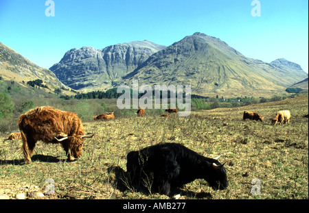 Highland cattle noir rare près de National Trust for Scotland visitor centre en Ecosse Highland Glen Coe Banque D'Images