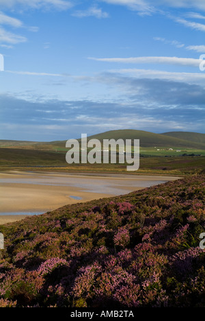 dh Wailkmill Bay ORPHIR ORKNEY bruyère pourpre au-dessus de la baie sablonneuse Banque D'Images