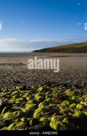 dh Wailkmill Bay ORPHIR ORKNEY algue verte jaune rivage rocheux baie de sable algal thallus algues plage de rivage personne marée basse pierre Banque D'Images