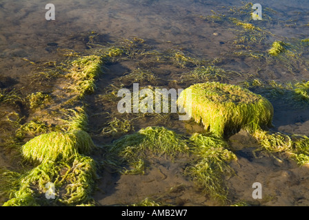 Algues dh UK jaune vert algue Enteromorpha intestinalis ou rocky shore Sandy bay Banque D'Images