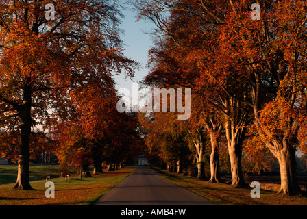 Avenue bordée d'hêtre automne baigné de soleil au lever du soleil menant à Carton house et demesne maynooth co kildare Banque D'Images