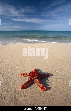 Red-Protoreaster linckii Starfish (bulbés) sur la plage de l'Océan Indien Banque D'Images