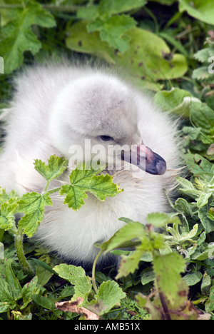 Bewicks cygne de Bewick Cygnus columbianus Tundra cygnet Banque D'Images