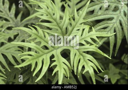 (Doryopteris Doryopteris Doryopteris pedata var. palmata, palmata), frond Banque D'Images