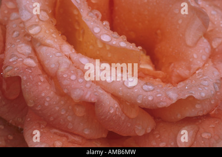 Plantes ornementales rosier (Rosa spec.), fleur avec des gouttes de pluie Banque D'Images