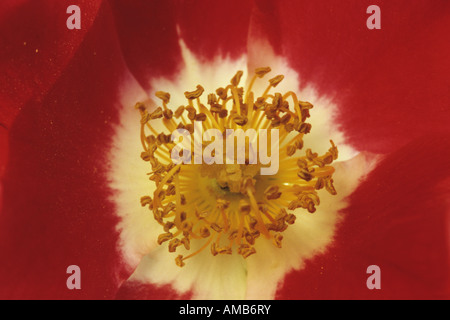 Plantes ornementales rosier (Rosa spec.), fleur Banque D'Images