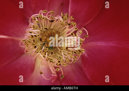 Plantes ornementales rosier (Rosa spec.), fleur Banque D'Images
