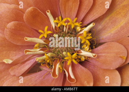 Zinnia Zinnia (spec.), inflorescence, macro shot Banque D'Images