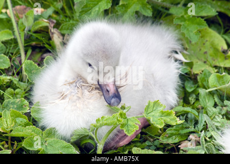 Bewicks cygne de Bewick Cygnus columbianus Tundra cygnet Banque D'Images