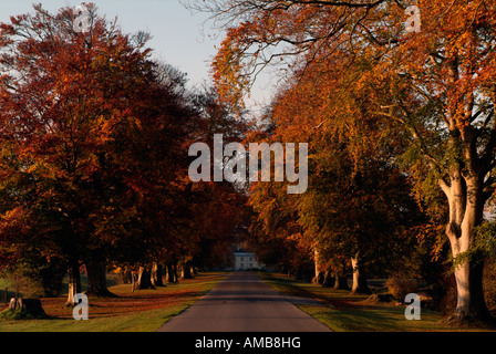 Avenue bordée d'hêtre automne baigné de soleil au lever du soleil menant à Carton house et demesne maynooth co kildare Banque D'Images