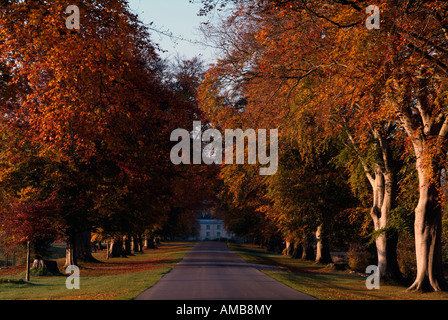 Avenue bordée d'hêtre automne baigné de soleil au lever du soleil menant à Carton house et demesne maynooth (comté de Kildare Banque D'Images