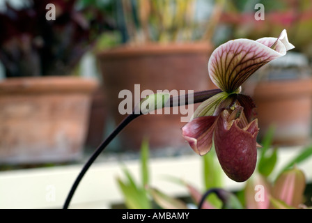 Voir le profil de côté insigne Paphiopedilum orchidée Lady Slipper Banque D'Images