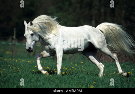 Cheval Arabe (Equus caballus). Le trotteur étalon sur une prairie Banque D'Images