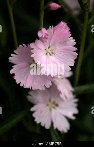 De près de l'Éternel rose sidalcea 'haugh' griekse malva Banque D'Images