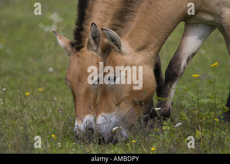 Le cheval de Przewalski (Equus) przewalski, deux individus de pâturage , Allemagne, Bavière, Tennenloher Forst, Tennenlohe Banque D'Images