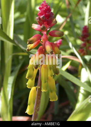 Lachenalia aloides (Cape coucou bleu, Lachenalia aloides Bulbiine, tricolore), inflorescence Banque D'Images
