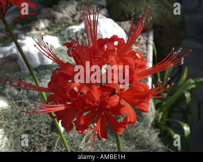 Guernsey lily (Jonathan Cerrada-mon Paradis sarniensis), inflorescence Banque D'Images