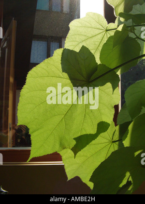 Le Chanvre, de l'Afrique de l'hémérocalle (Sparrmannia africana Chanvre africaine), les feuilles en rétro-éclairage Banque D'Images