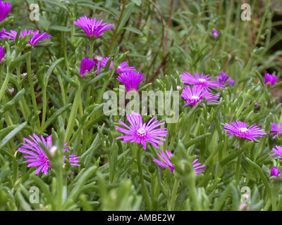 Hardy usine à glace (brunnthaleri Delosperma), blooming Banque D'Images