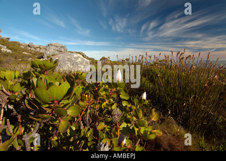 Les formations rocheuses et le fynbos haut de parc national de table mountain Cape town Banque D'Images