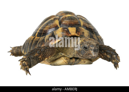 Tortue tortue grecque, Hermanns, Boettgers (tortue Testudo hermanni boettgeri), portrait Banque D'Images