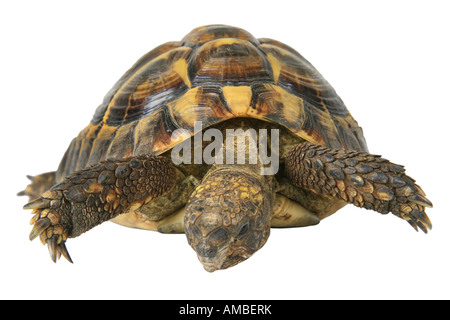 Tortue tortue grecque, Hermanns, Boettgers (tortue Testudo hermanni boettgeri), portrait Banque D'Images