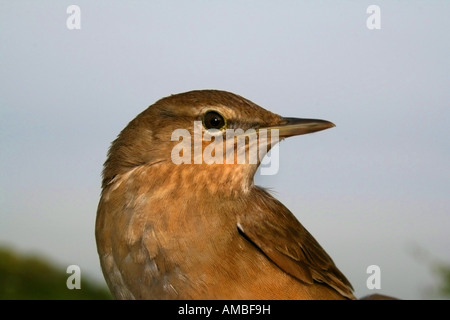 Savi's Warbler (Locustella luscinioides), portrait, Allemagne Banque D'Images