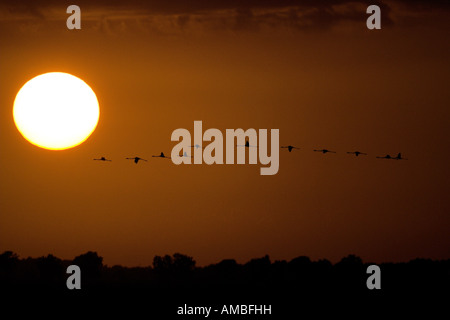 Flamant rose (Phoenicopterus ruber), flock battant au coucher du soleil, l'Espagne, l'Andalousie Banque D'Images