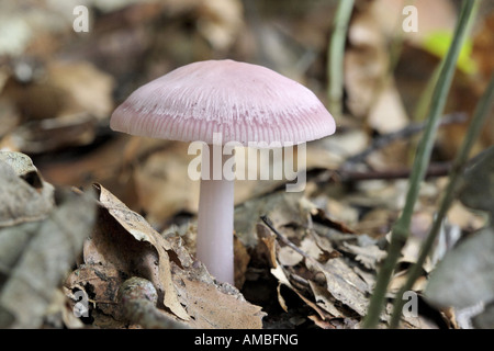 Le lilas bonnet (Mycena pura), fruits corps sur le sol forestier, Allemagne, Rhénanie du Nord-Westphalie Banque D'Images
