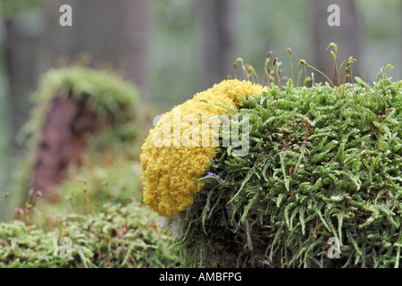 Vomi de chien (Fuligo septica myxomycètes), du moule entre moss, Allemagne, Rhénanie du Nord-Westphalie Banque D'Images