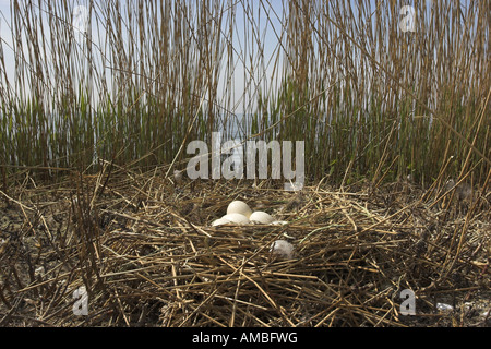 Bernache du Canada (Branta canadensis), nid avec des oeufs, de l'embrayage à reed, Pays-Bas, Frise Banque D'Images