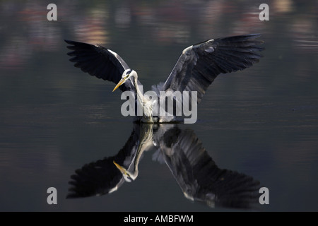 Héron cendré (Ardea cinerea), la pêche en eau peu profonde, la mise en miroir, Grèce, Macédoine Banque D'Images