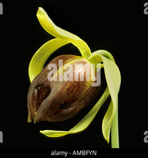 Californie sarracénie, Lis de Cobra (Darlingtonia californica), fleur Banque D'Images