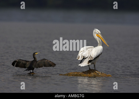 Pélican frisé (Pelecanus crispus), avec des aigrettes, Grèce, Macédoine Banque D'Images