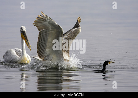 Pélican frisé (Pelecanus crispus), Pêche, Grèce, Macédoine Banque D'Images