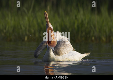 Pélican frisé (Pelecanus crispus), après la pêche avec bill, Grèce, Macédoine Banque D'Images