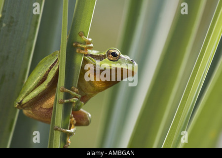 Rainette versicolore rainette Méditerranéenne, stripeless (Hyla meridionalis), homme escalade à reed, Espagne, Andalousie Banque D'Images