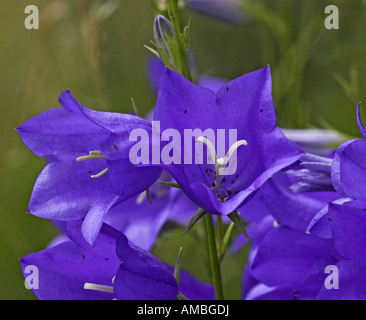 La campanule à feuilles de pêcher (Campanula persicifolia), blooms, Allemagne, Hainich NP Banque D'Images