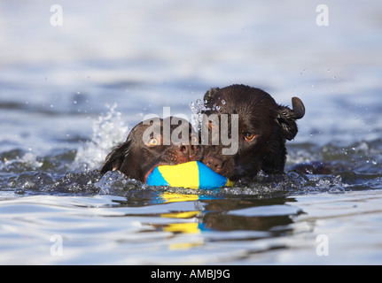 Deux chiens retriever du Labrador dans l'eau avec ballon Banque D'Images