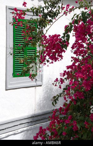 Volets verts sur la pendaison avec bougainvilliers rose à Ibiza, Espagne Banque D'Images