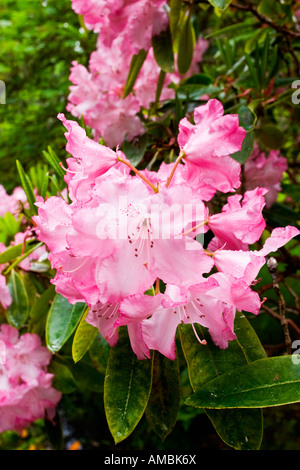 Rhododendron rose fleurs Banque D'Images