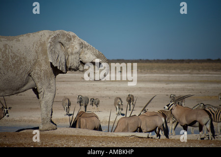 Point d'eau à l'éléphant dans le parc national d'Etosha en Namibie Banque D'Images