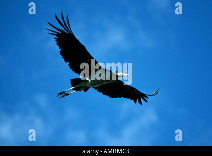 Marabout d’Afrique Banque D'Images