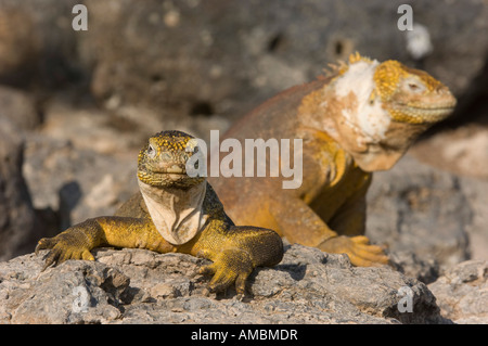 Iguane terrestre (Canolophus subcristatus) ramper sur les rochers. Galapagos, Equateur. Banque D'Images