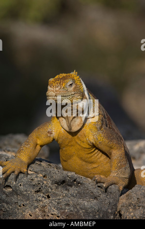 Iguane terrestre (Canolophus subcristatus) ramper sur les rochers. Galapagos, Equateur. Banque D'Images