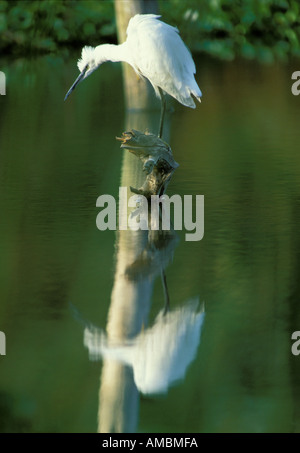 Aigrette garzette Banque D'Images