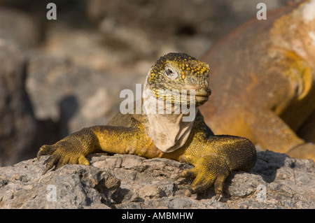 Iguane terrestre (Canolophus subcristatus) ramper sur les rochers. Galapagos, Equateur. Banque D'Images