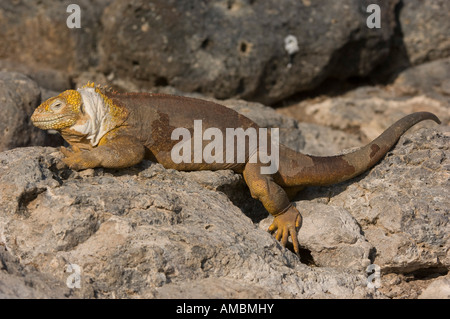 Iguane terrestre (Canolophus subcristatus) ramper sur les rochers. Galapagos, Equateur. Banque D'Images