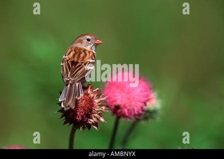 Bruant des champs sur Thistle Banque D'Images